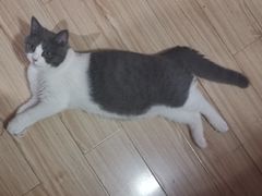 -BABIT巴比特宠物(MOMOPARK店)