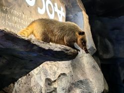 -Zoolung Zoolung动物主题公园(海信广场店)