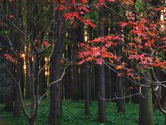 -上海共青森林公园