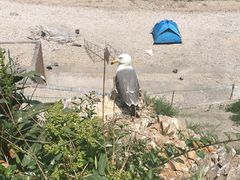 -海驴岛(荣成市)