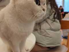-Let's go狗咖·猫咖·奶狗·桌游(春熙路IFS店)