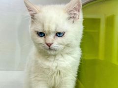 -青奢宠物·青奢猫舍