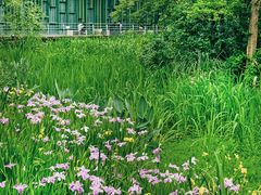 -西湖风景区-江洋畈生态公园