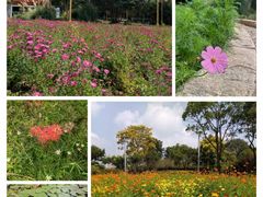 -泰州凤城河风景区-泰山公园