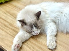 -有喵·猫咖·狗咖·30几只猫10只小狗(岗厦店)