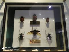 -上海昆虫博物馆