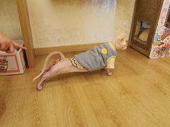 -猫腻·猫咖·撸猫馆(星光大道店)