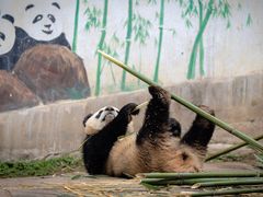 -中国大熊猫保护研究中心雅安碧峰峡基地