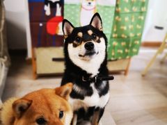 -柴迷FANS CLUB·柴犬狗咖·猫咖