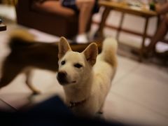 -柴务处·柴犬主题狗咖