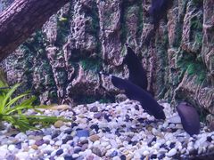 -上海海洋水族馆