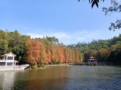 -深圳仙湖植物园