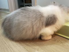 -欣宠猫屋·矮脚拿破仑·蓝金金渐层