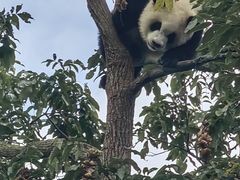-中国大熊猫保护研究中心雅安碧峰峡基地