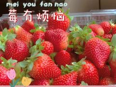 -大自然农场蔬菜草莓采摘园