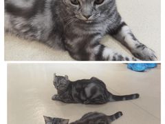 -藏猫猫咖啡主题馆(中央大道店)