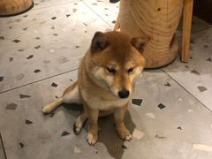 -柴迷FANS CLUB·柴犬狗咖·猫咖