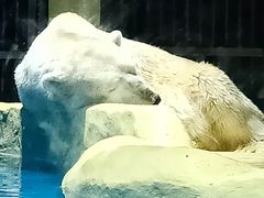-大连圣亚海洋世界