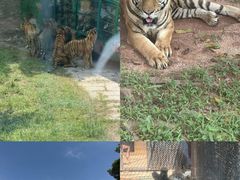 -深圳野生动物园