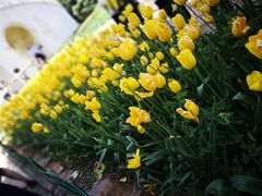 -洛阳郁金香牡丹园