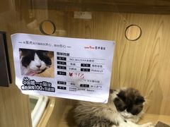 -屋虎猫馆(宝安大仟里店)