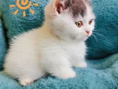 -70cat德文卷毛猫·缅因猫纯种猫舍