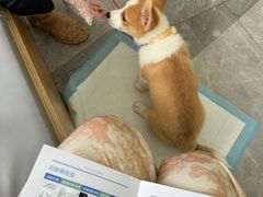 -pd派德宠物中心医院24H急重症·眼科中心·血液透析中心(嵩山北路店)