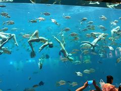 -瑞德姆美人鱼海底演艺主题餐厅(亚龙湾店)
