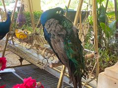 -西双版纳融创皇冠假日度假酒店