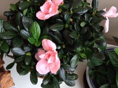iphone_upload_pic-本溪路花鸟市场(江浦路1709弄小区店)