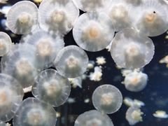 -太平洋海底世界