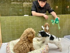 -帕帕拉兹宠物(亚洲旗舰店)