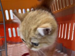 -四月宠物医院·猫专科·心脏专科·内科(转塘店)