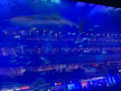 -成都浩海立方海洋公园