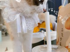 -怪兽屋·羊驼·猫咖·狗咖(俊华广场店)