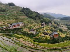-紫鹊界梯田景区