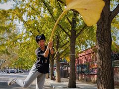 -三里屯东五街银杏大道