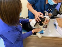 -萌兽医馆·犬猫专科·眼科中心·宠物医院(朝阳门分院)