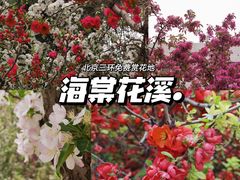 -海棠花溪(元大都城垣遗址公园)