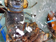 -渔民新村(番禺总店)