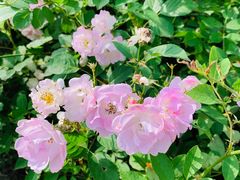 -大塘金香草谷