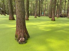 -渌洋湖湿地公园