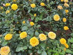 -人民公园(罗湖区)