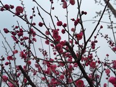 -香雪海