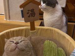 蛋黄-Catmate·猫肥家润(金润铂宫店)