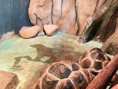 -泉州海丝野生动物世界