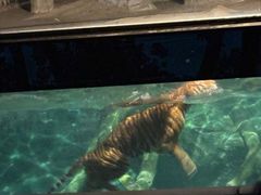 -清迈夜间动物园