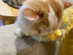 -啵啵喵·猫咖(攀华国际店)
