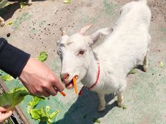 -前小桔亲子创意农场·草莓采摘·露营烧烤