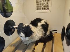 -暖阳宠物医院·犬猫康复中心·骨科